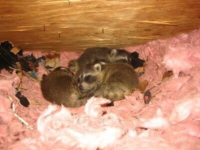 Saint Lucie raccoon control